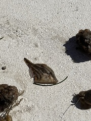 Monacanthus ciliatus