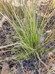 Piptochaetium fimbriatum