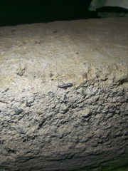 Ctenolepisma