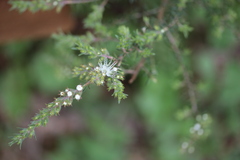 Kunzea leptospermoides