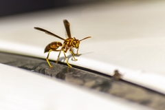 Polistes arizonensis