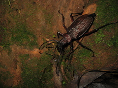 Psalidognathus modestus