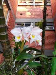 Cattleya