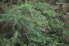 Kunzea leptospermoides