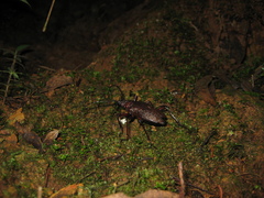 Psalidognathus modestus