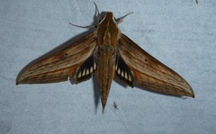 Xylophanes aristor