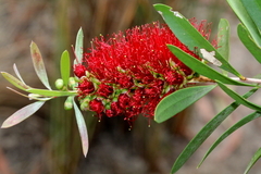 Melaleuca pachyphylla