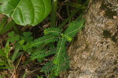Phyllanthus debilis