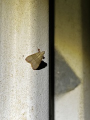 Basacallis tarachodes