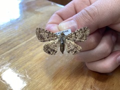 Diatenes aglossoides