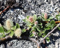 Salix arctica