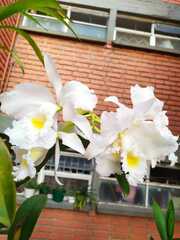 Cattleya