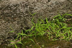 Digitaria radicosa