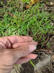 Digitaria radicosa