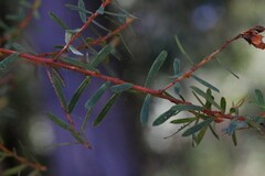 Pultenaea flexilis