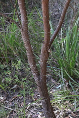 Pultenaea flexilis