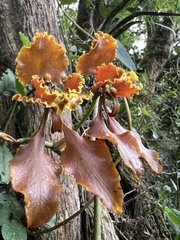 Cyrtochilum serratum