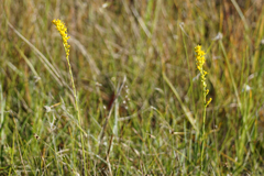 Solidago virgata