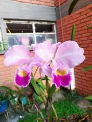 Cattleya