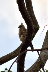Nisaetus nanus nanus