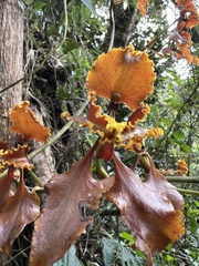 Cyrtochilum serratum