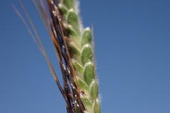 Dichanthium aristatum
