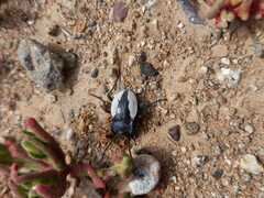 Gyriosomus barriai