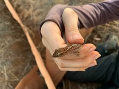 Lucasium steindachneri