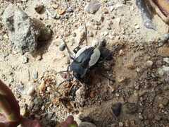 Gyriosomus barriai