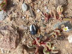 Gyriosomus barriai