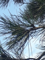 Pinus
