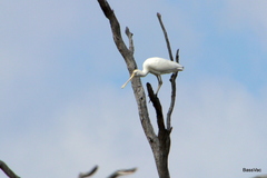 Platalea flavipes