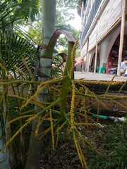 Arecoideae