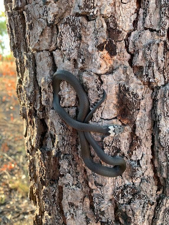 Pale-headed Snake from Mount Surprise QLD 4871, Australia on October 15 ...