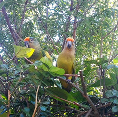 Eupsittula aurea