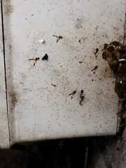 Aculeata