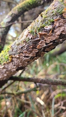 Stereum sanguinolentum