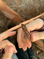 Lucasium steindachneri