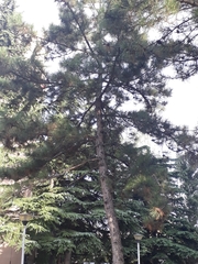 Pinus