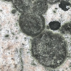 Dimelaena