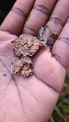 Stereum sanguinolentum