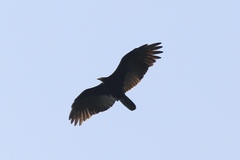 Cathartes melambrotus