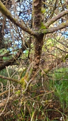 Stereum sanguinolentum