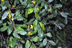 Elaeagnus