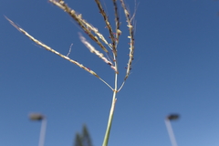 Dichanthium annulatum annulatum