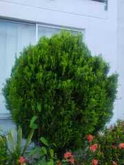 Buxus microphylla