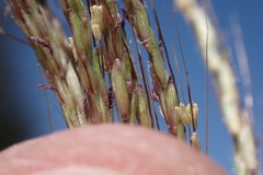 Dichanthium annulatum annulatum