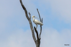Platalea flavipes