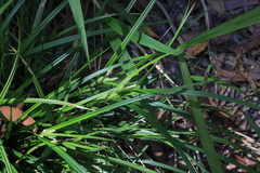 Carex brownii