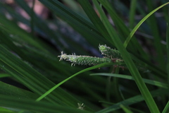 Carex brownii
